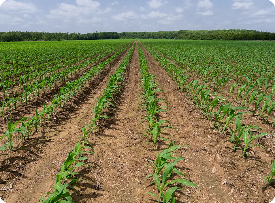 Field rows