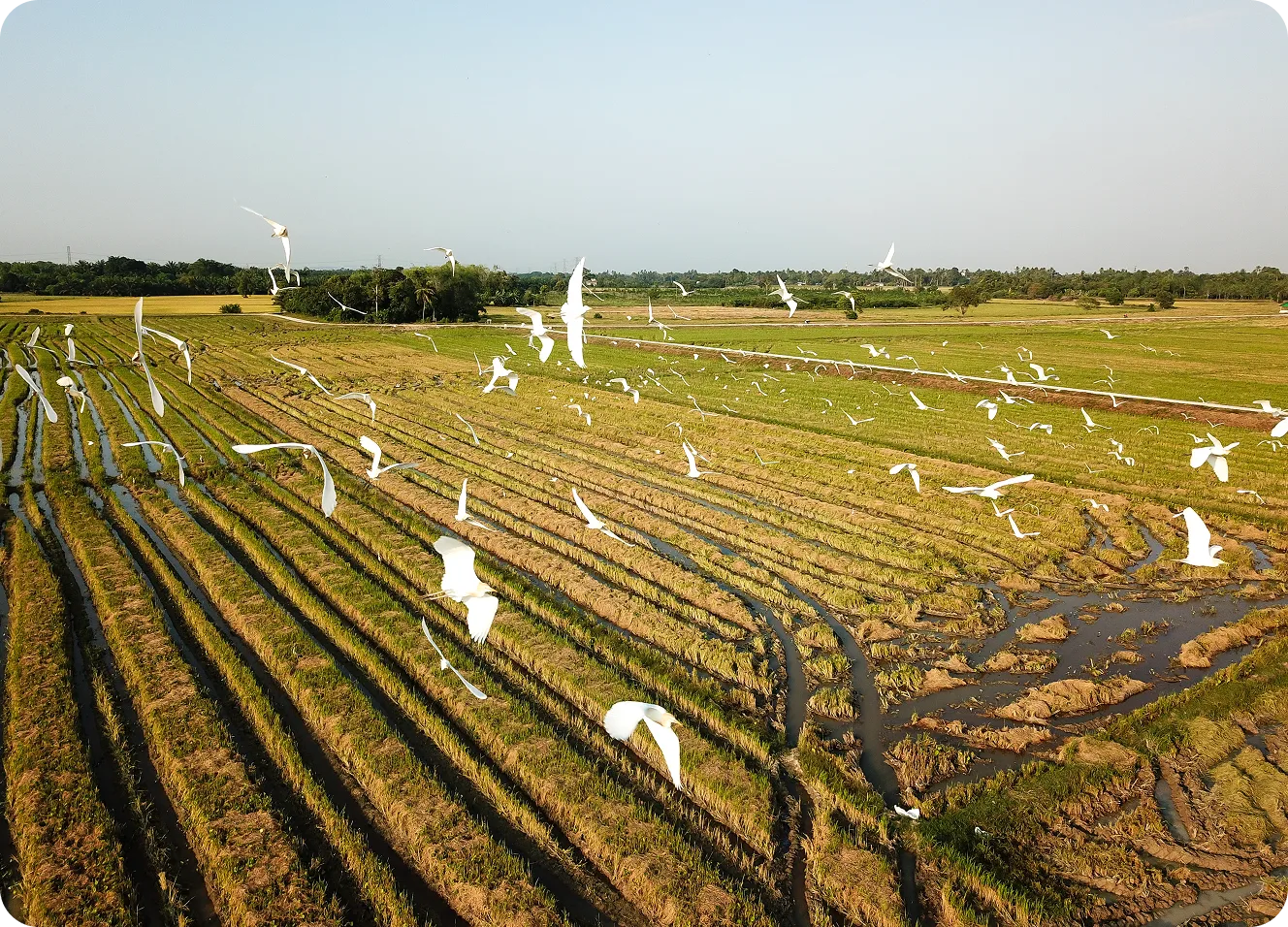 Pájaros volando sobre campos de arroz.